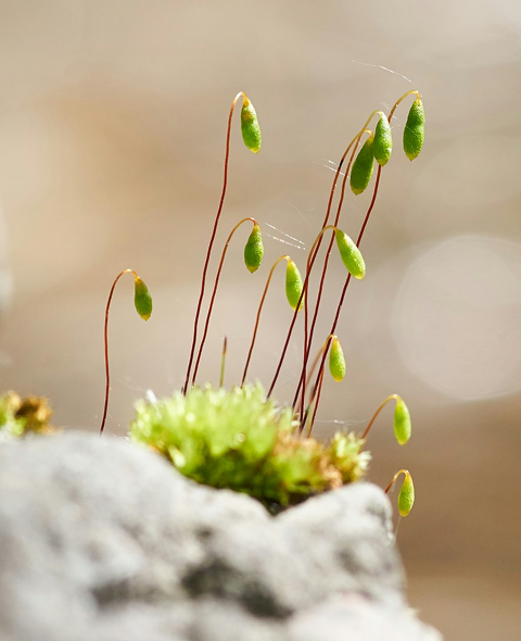 Build Pipeline Business Growth Services by TIMC Services